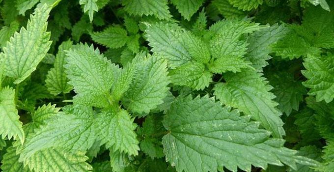 con múltiples propiedades medicinales