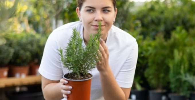 Una muchacha huele una planta de romero al aire libre